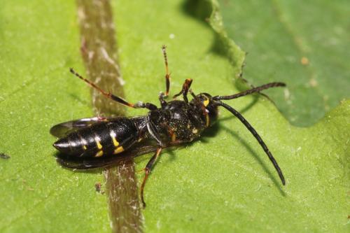 Argogorytes mystaceus